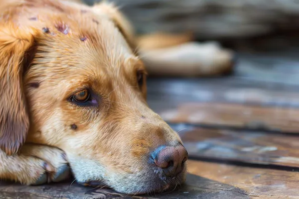 Symptoms of Lyme Disease in Dogs