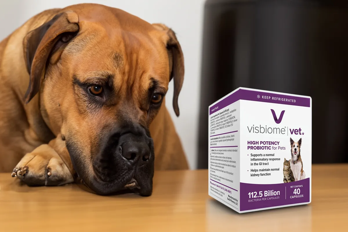 Visbiome Probiotics for Dogs Review