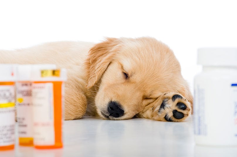 Golden Retriever puppy laying among bottles of prescription medicine