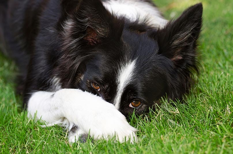 Border Collie covering its nose