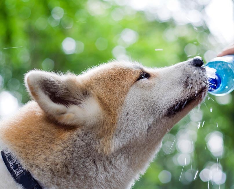 Japanese Akita drinking water from a bottle
