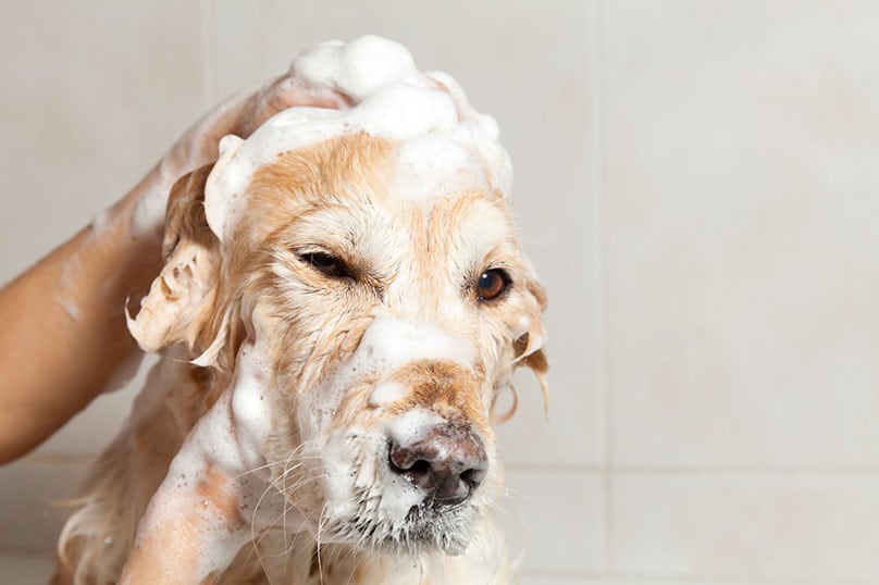 Labrador Retriever being bathed with shampoo
