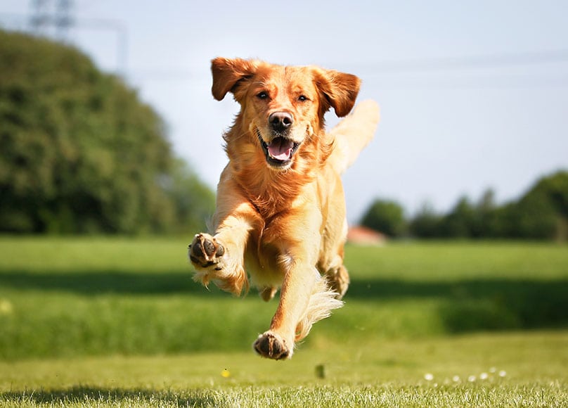 A Golden Retriever running and jumping outdoors on a sunny summer day
