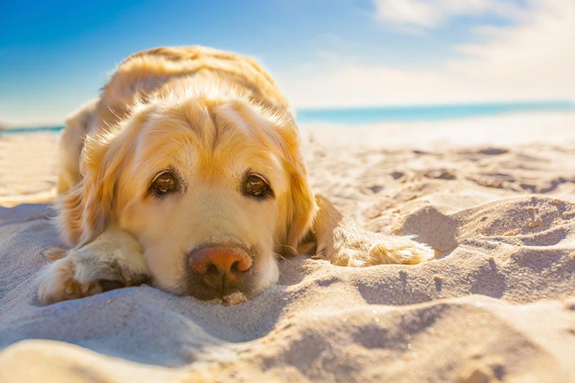 Labrador Retriever laying on the beach