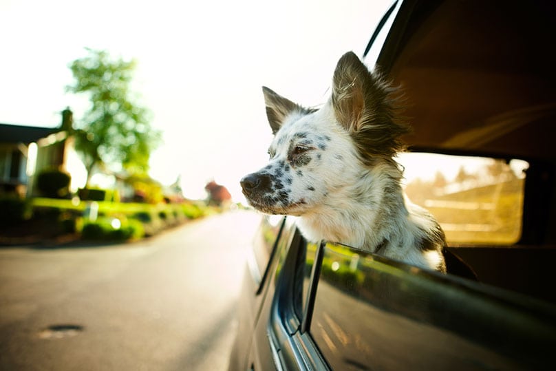 Border Collie mix dog looking outside the window of a car