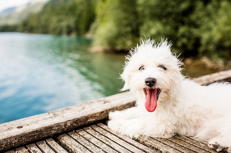 White dog on boardwalk overlooking water