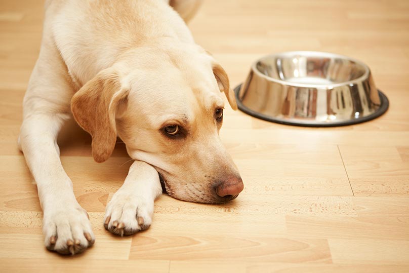 Hungry Yellow Lab with an empty bowl next to it