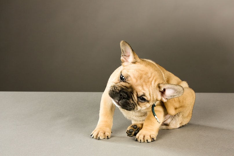 Young French Bulldog scratching itself