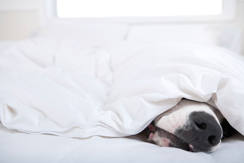 Dog under a blanket cover