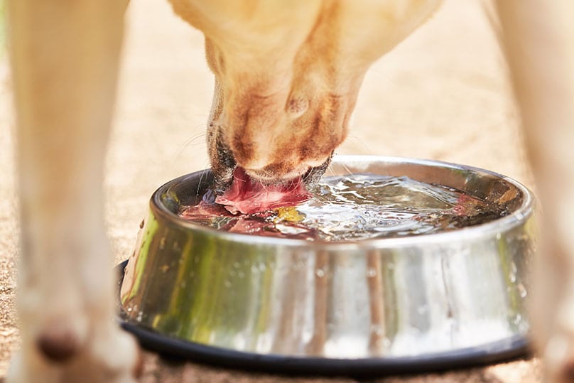 A Labrador Retriever drinking water from bowl