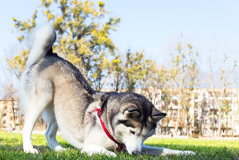 Siberian Husky digging through the grass
