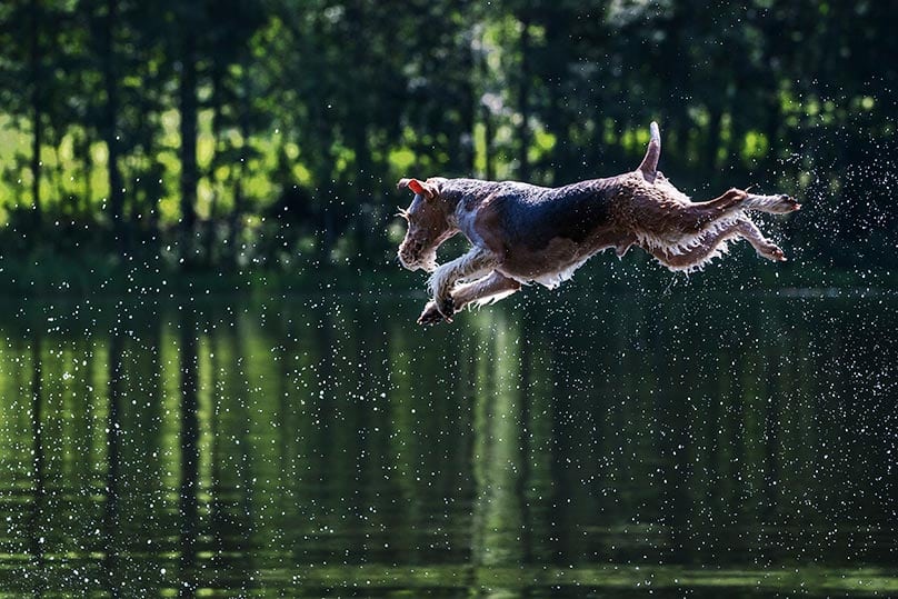A dog jumping into water