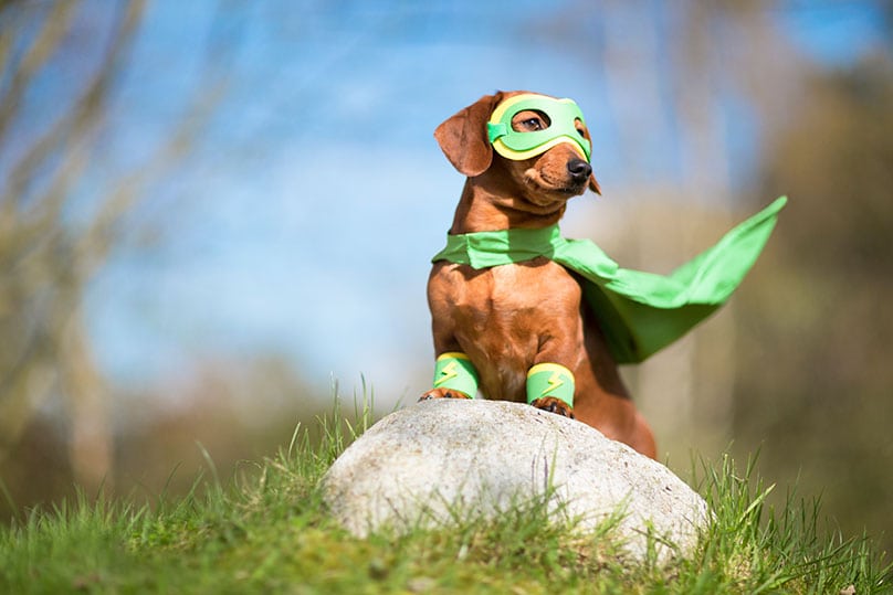 A Dachshund dressed as a superhero