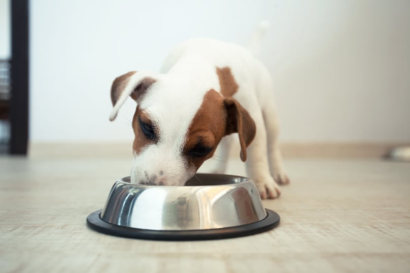 Puppy eating from a silver bowl
