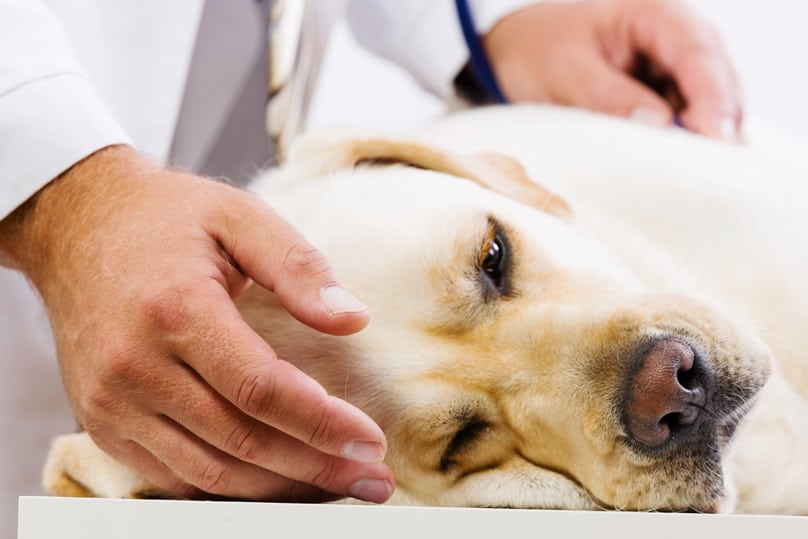 Labrador Retriever at veterinary clinic