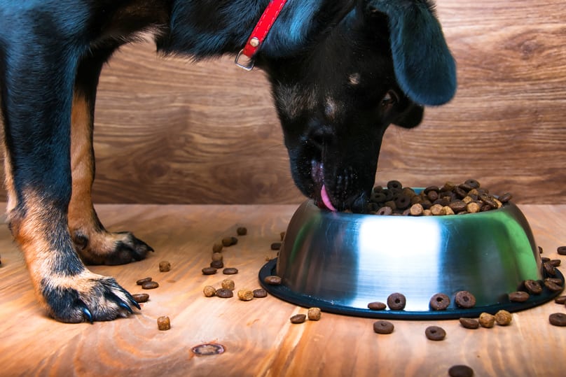 Dog eating dry dog food from a bowl