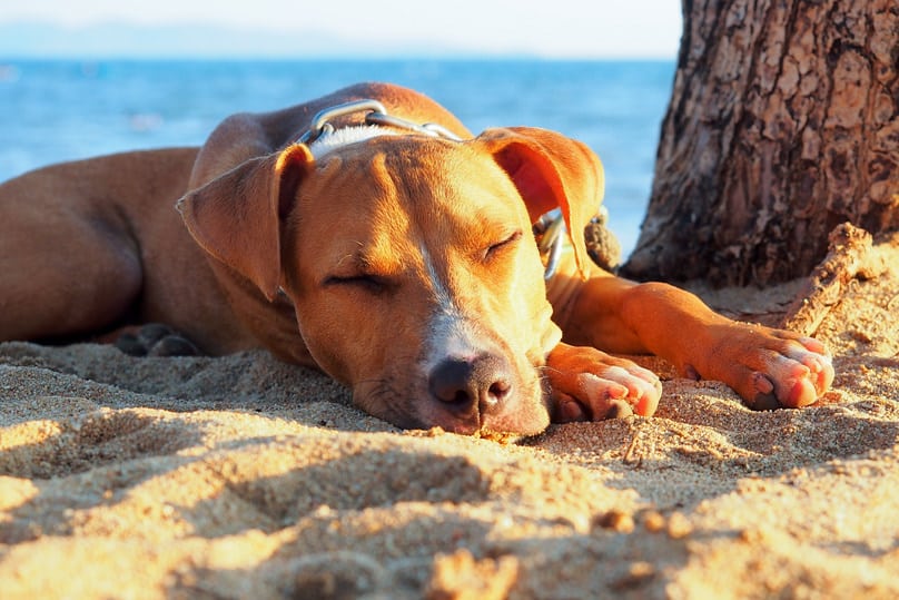 Dog asleep by tree on the beach