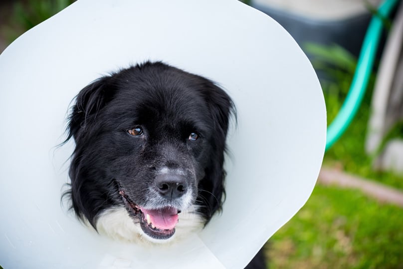 Dog wearing cone after a ovariohysterectomy