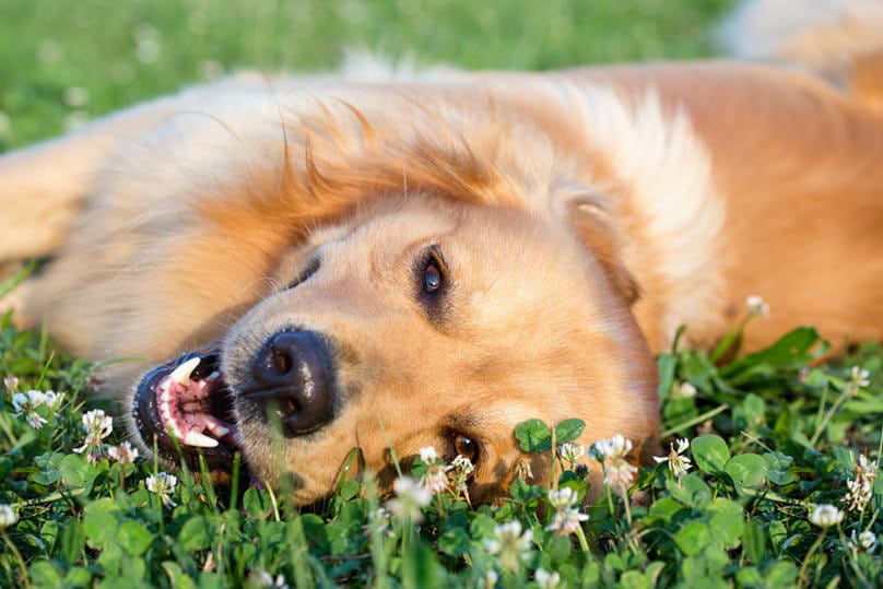 Pyometra treated dog laying on grass