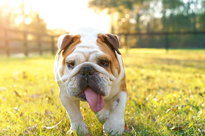 Tick-free and happy English Bulldog