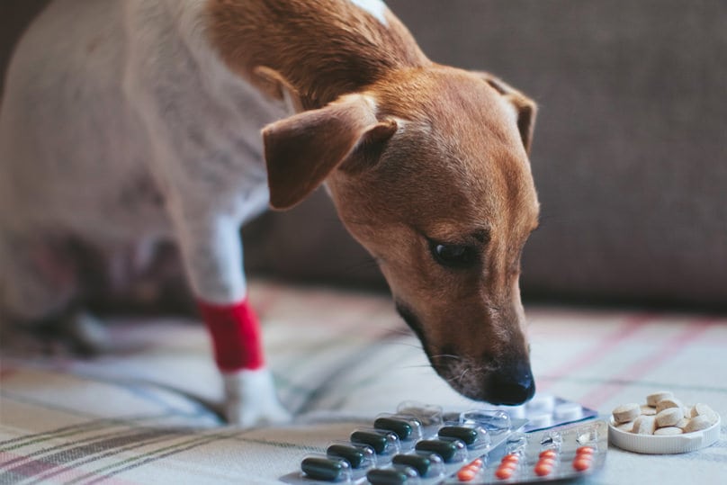 Dog sniffing ibuprofen pills