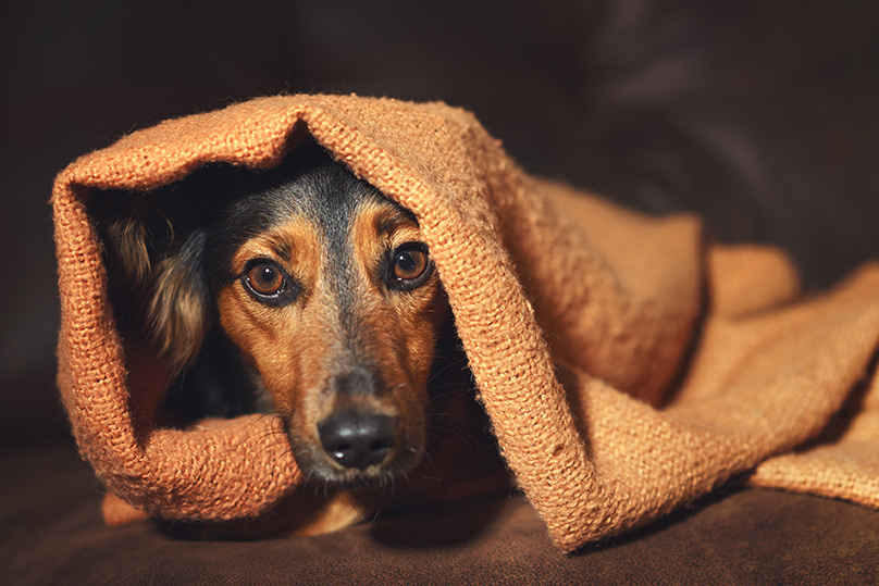 Anxious dogs could benefit from melatonin for dogs