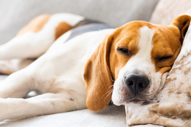 Melatonin relaxes dogs in stressful and anxious situations